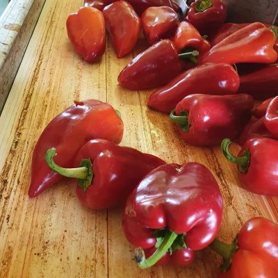 peppers-in-production